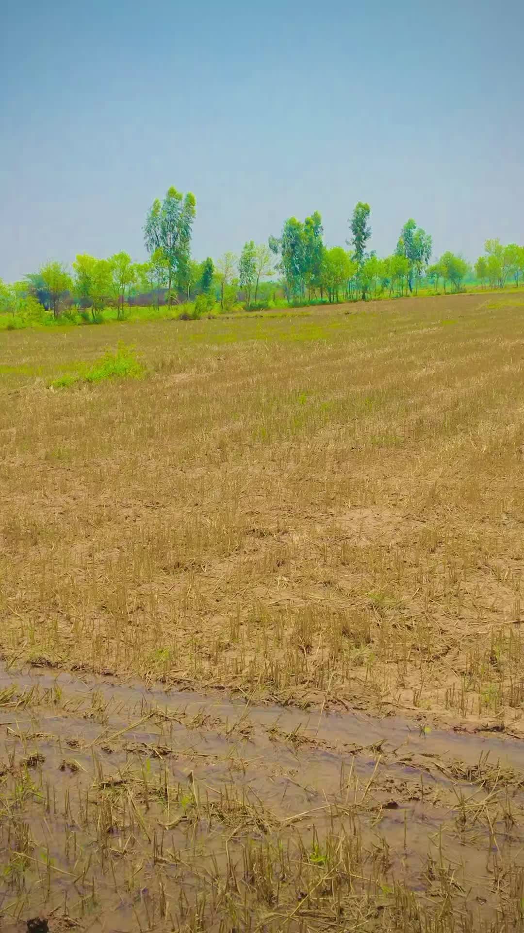 @☠️ملک عبداللہ ٹوانہ☠️