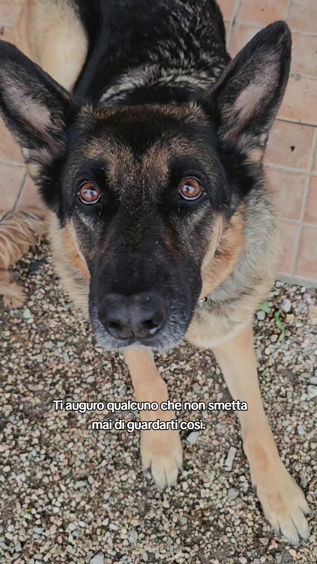 @⚜️🐾THOR&PICKY🐾⚜️