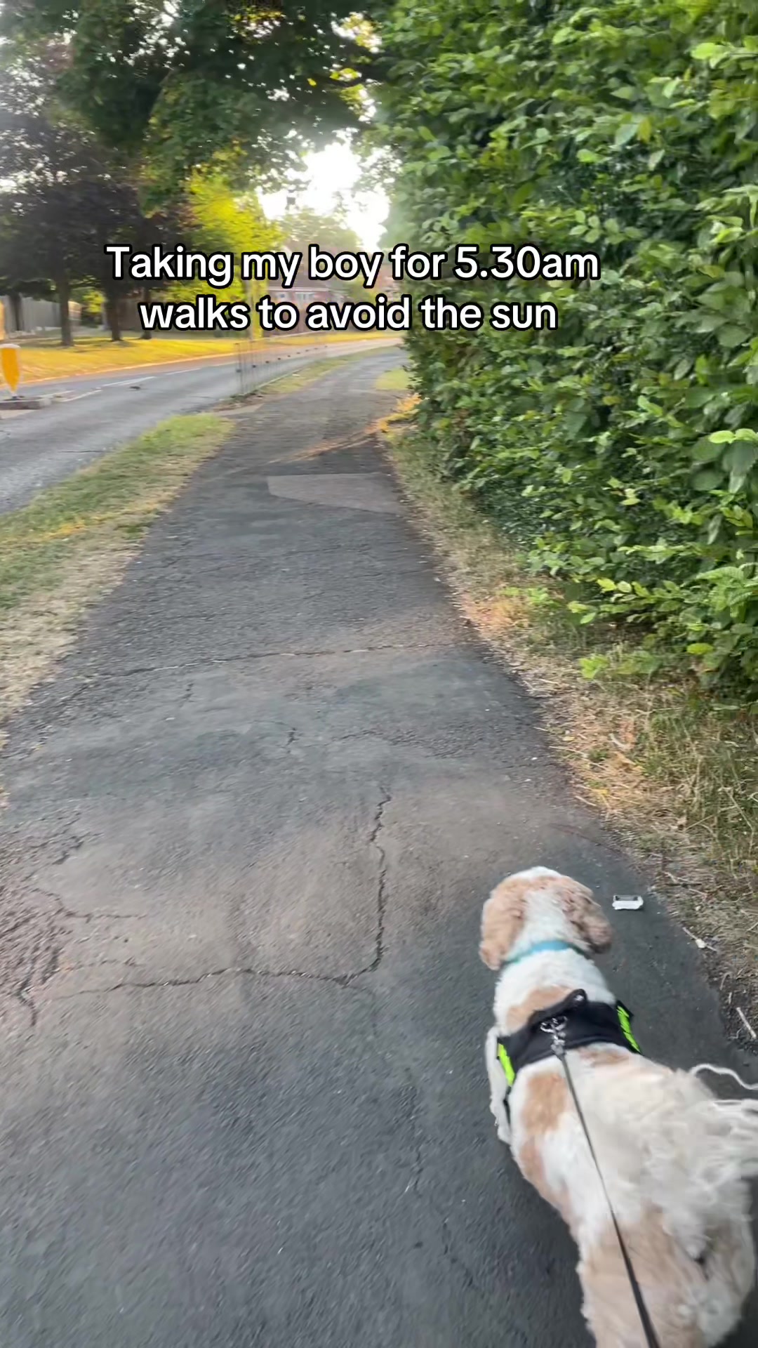 @My Cavachon