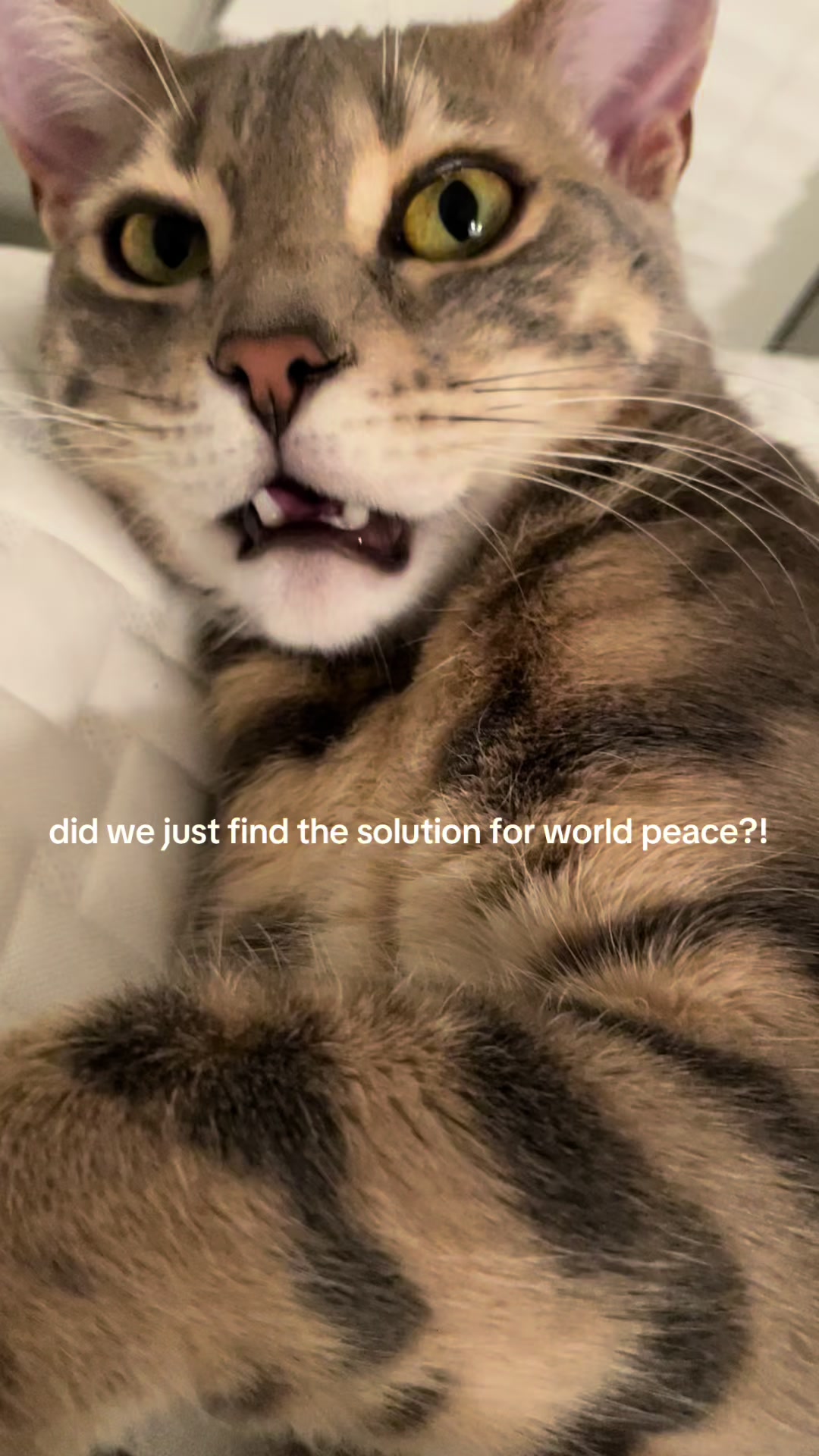 @Mochi the Bengal