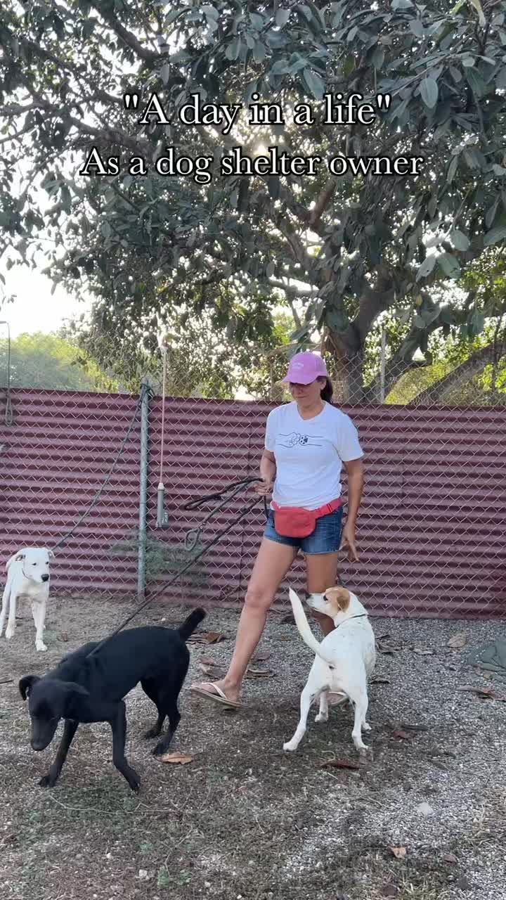 @A Dogs New Life