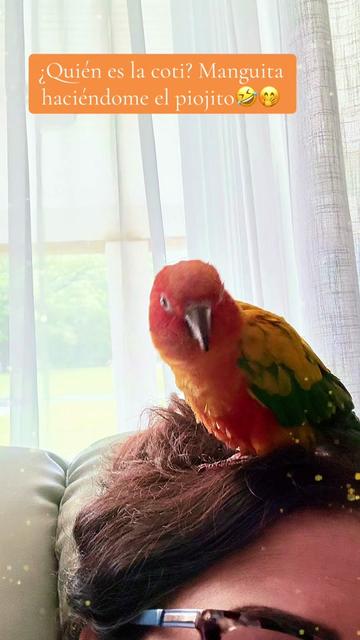 @Mango 🦜La cotorra solar