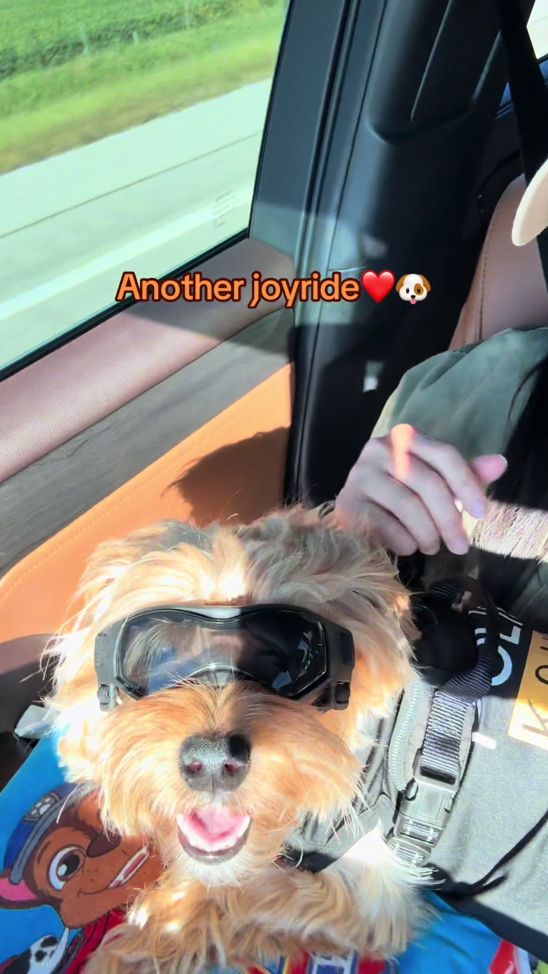 @masonyorkieandmom18