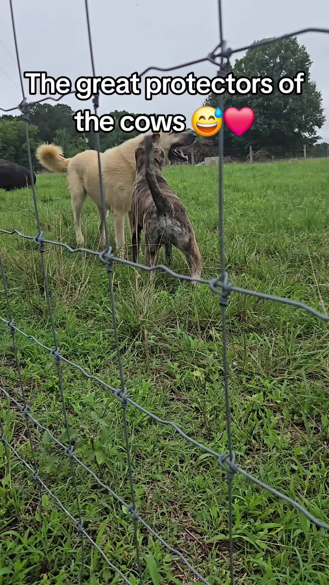 @That PETTY bitch Amanda