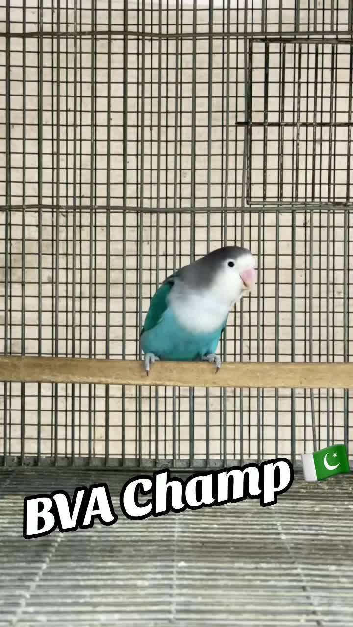 @AdilBirdsFarm