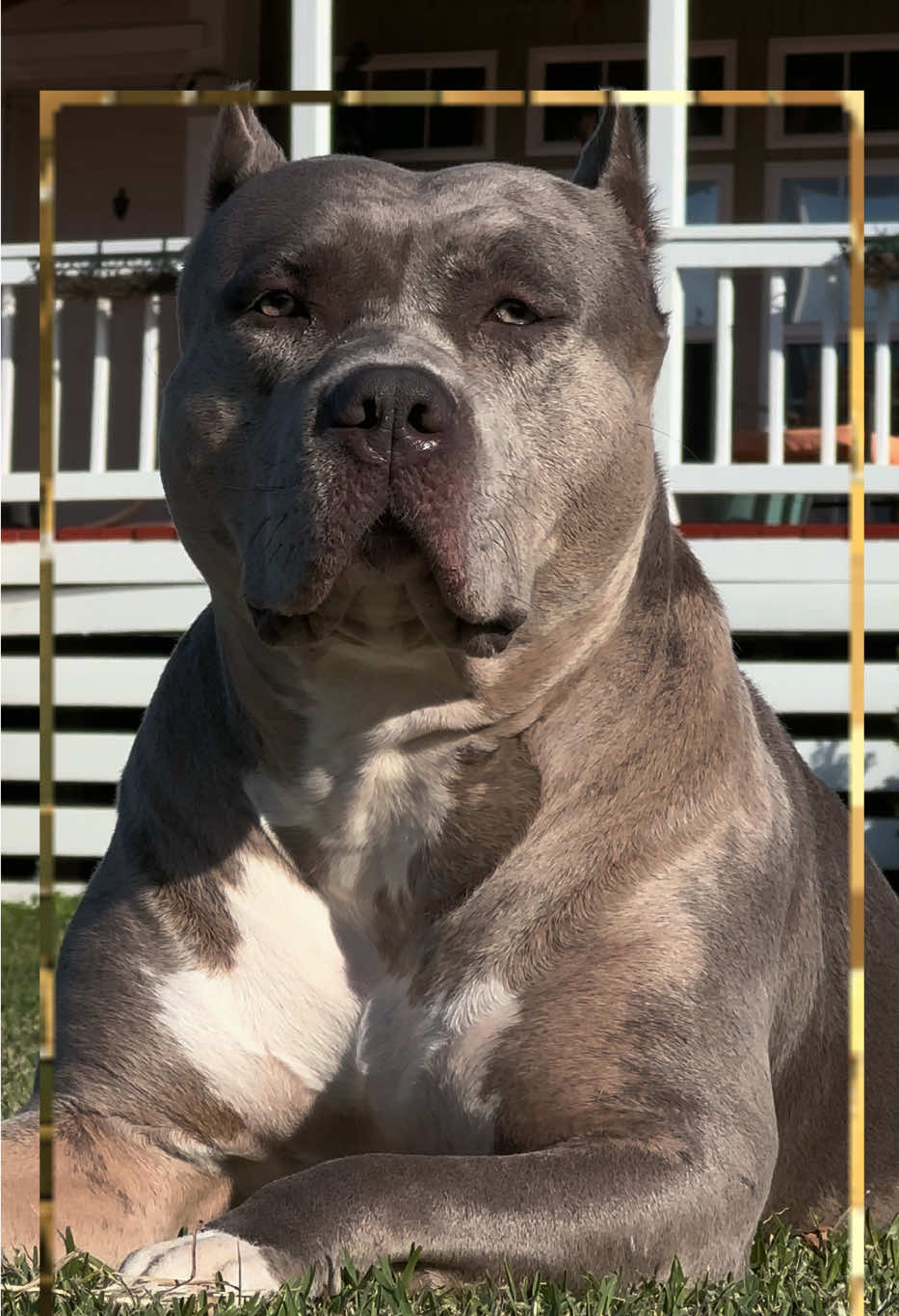 @🐾 Boundless Bullies 🐾