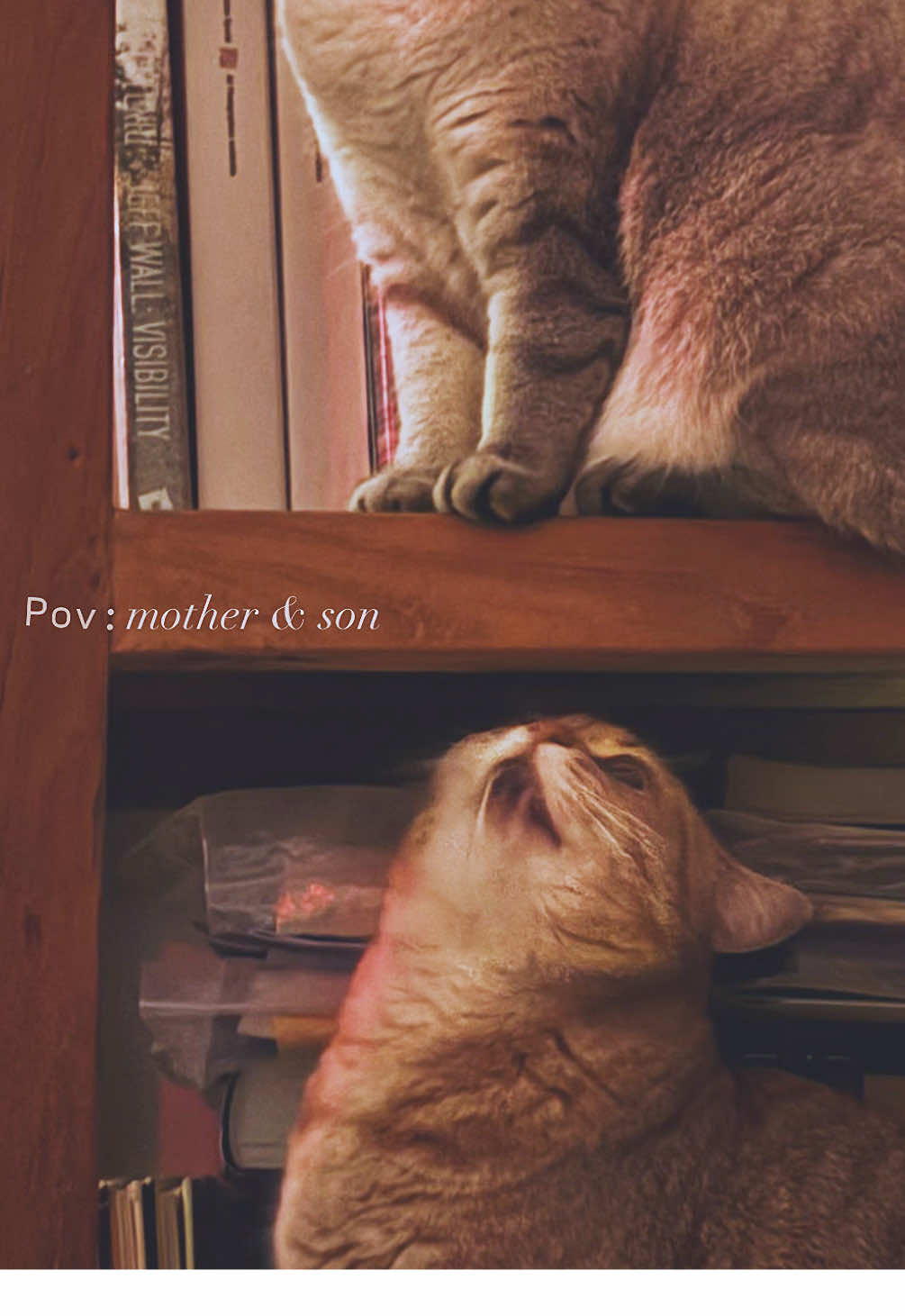 @penka_and_kittens