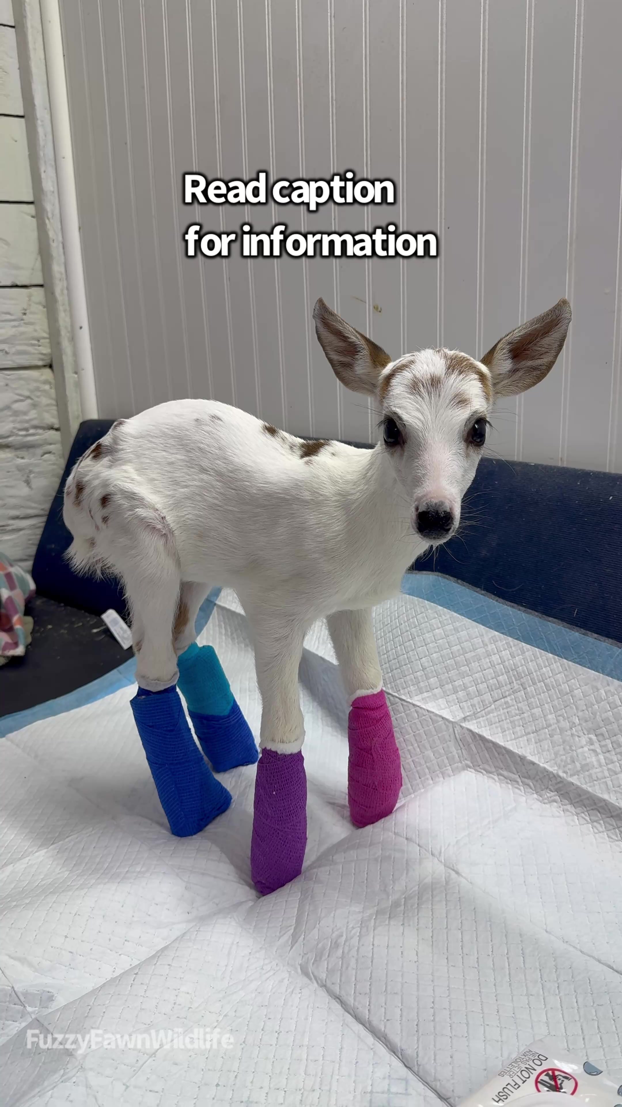 @Fuzzy Fawn Wildlife