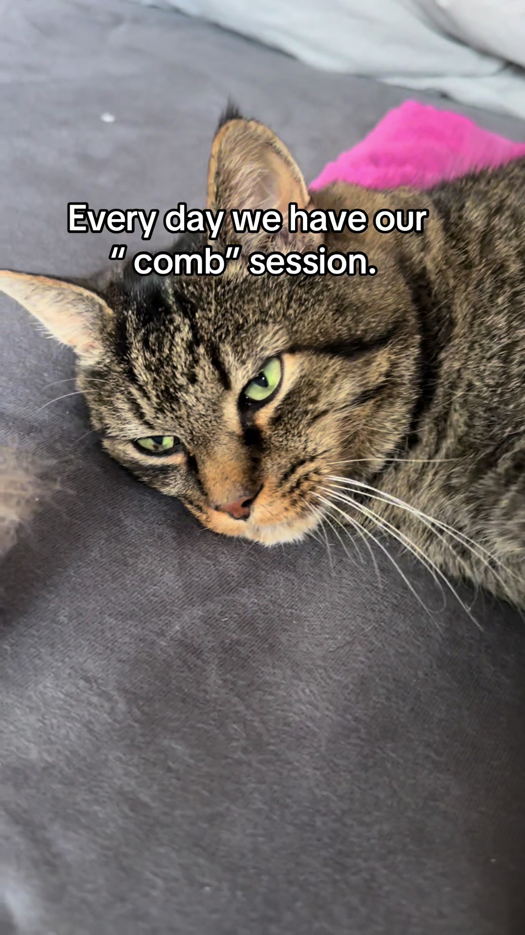 @Joep_the_ rescuecat