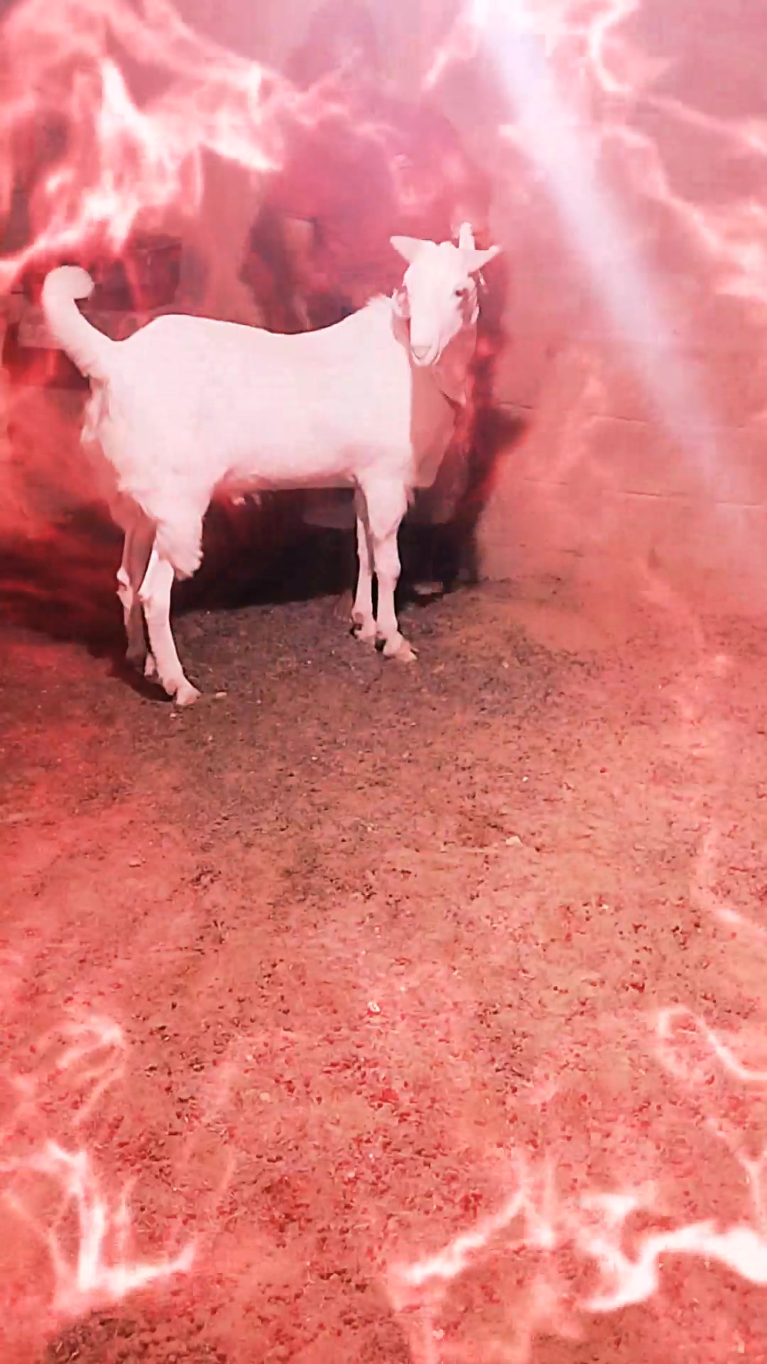 @🇵🇰Wal33🫶Nimii🇵🇰