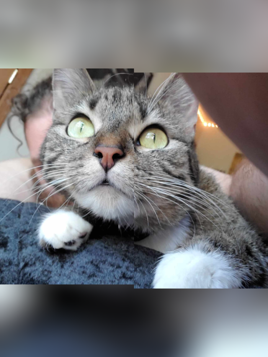 @Mira_TheCatWitch