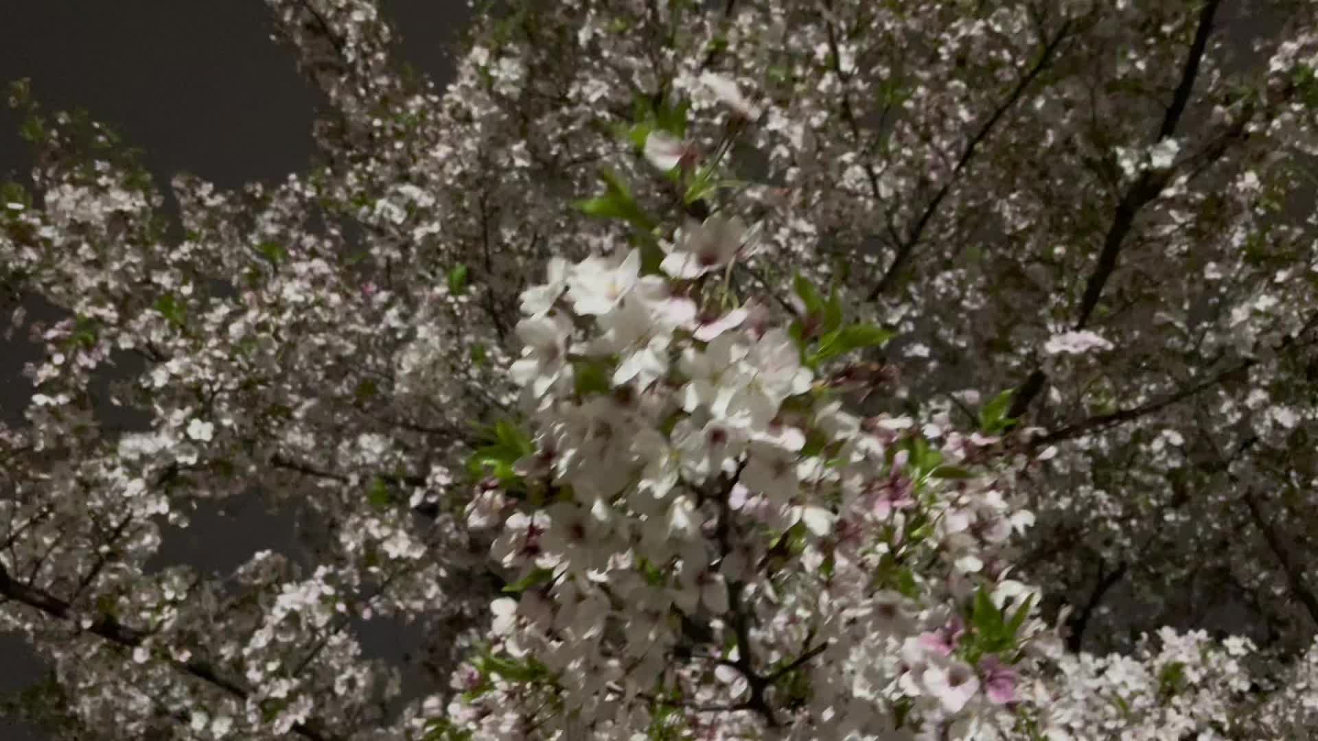 @thapamagarsangita