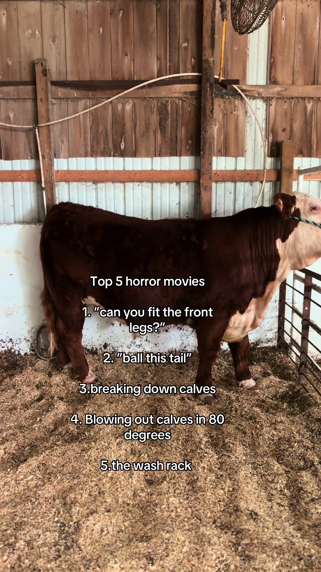 @Sylvia🐄