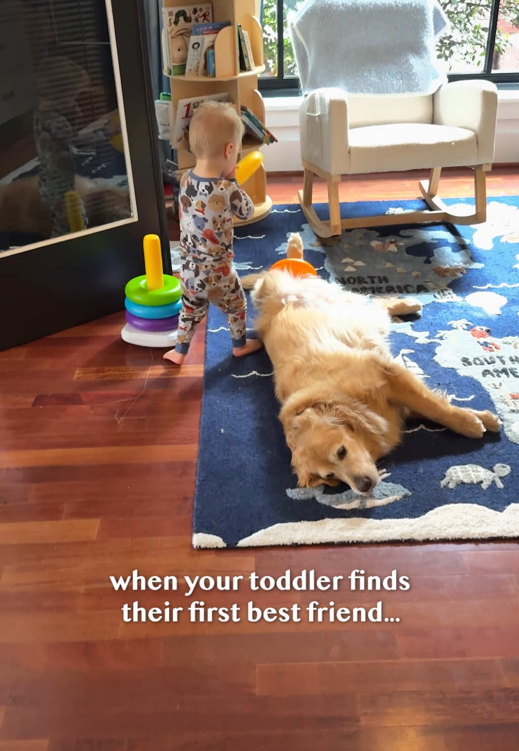 @Golden Retriever Life