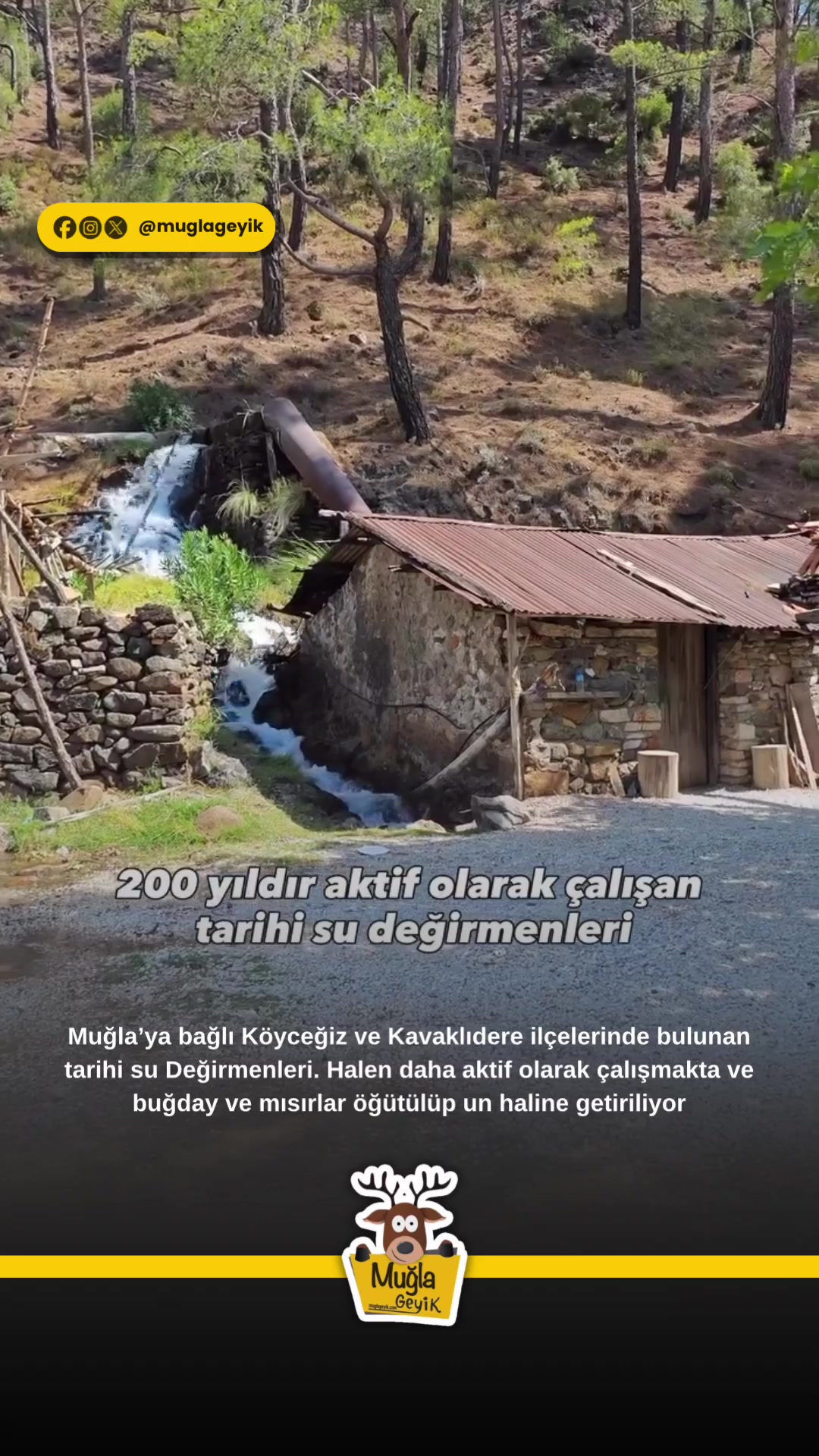 @Muğla Geyik