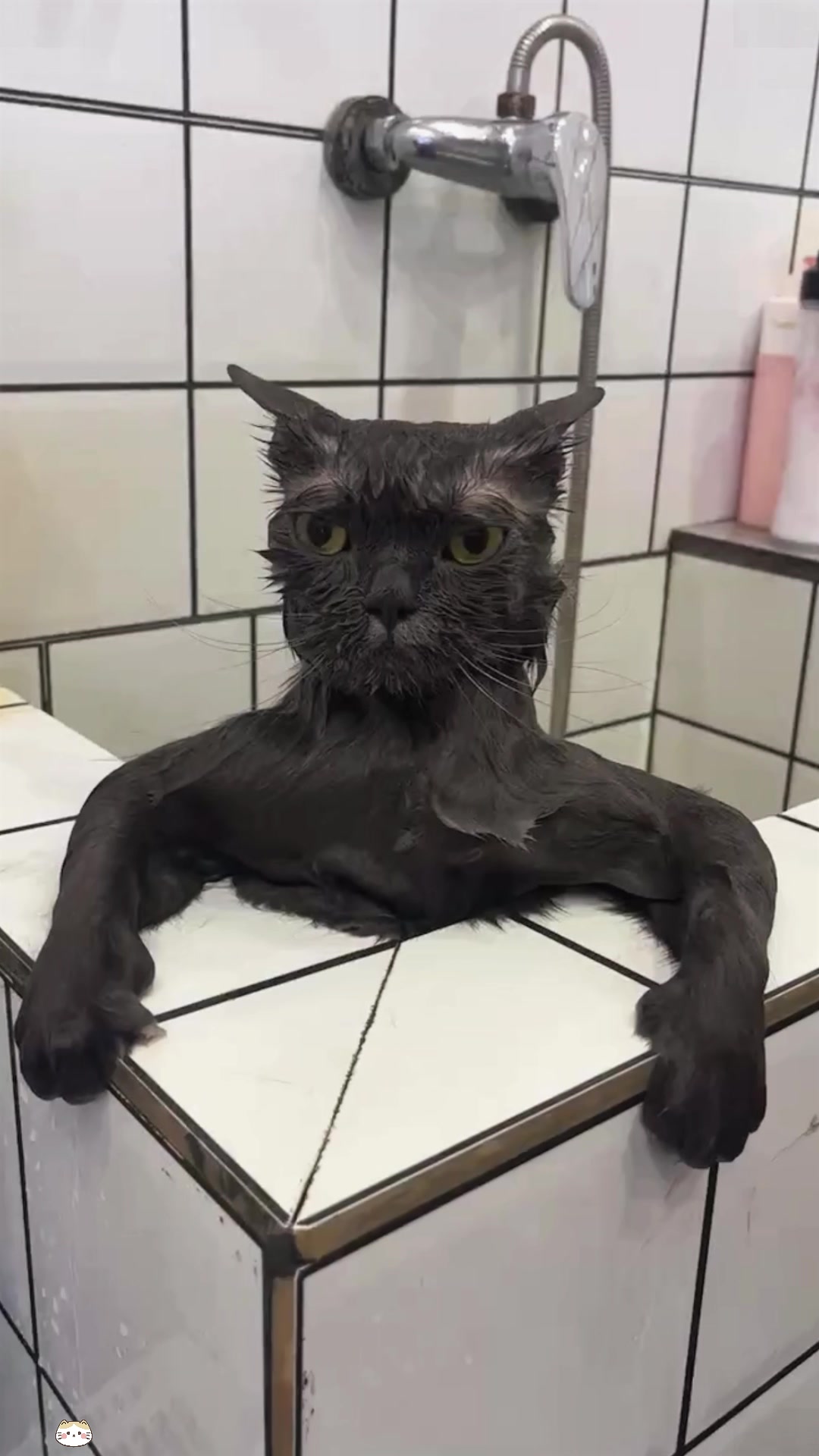 @Funny cat 520