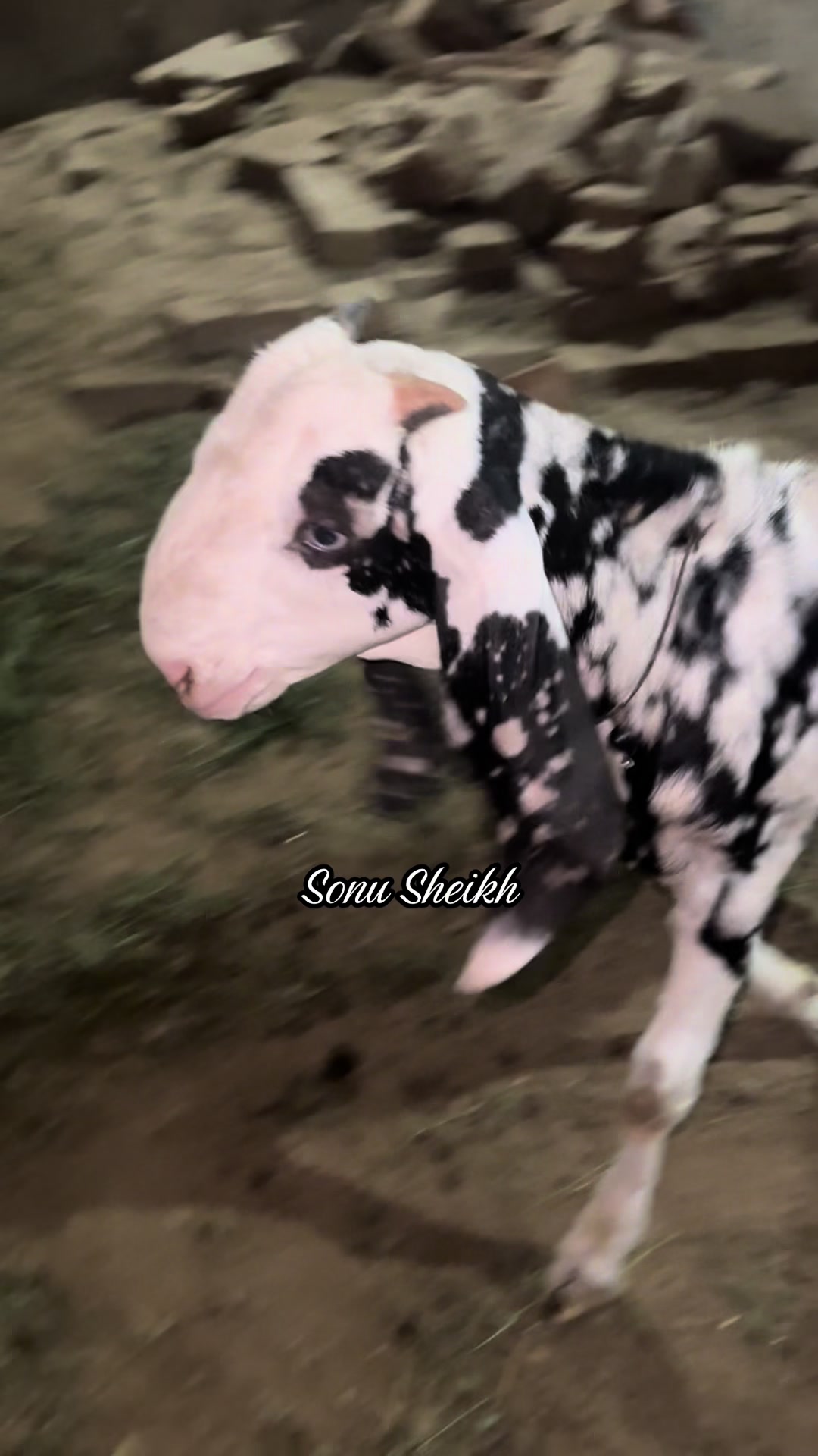 @Sheikh Goat & Cattle Farm