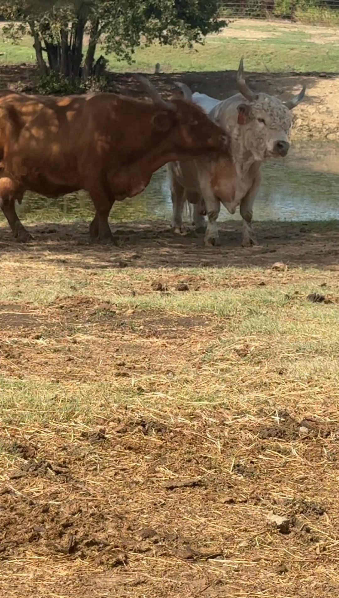 @Manley Cattle Co.