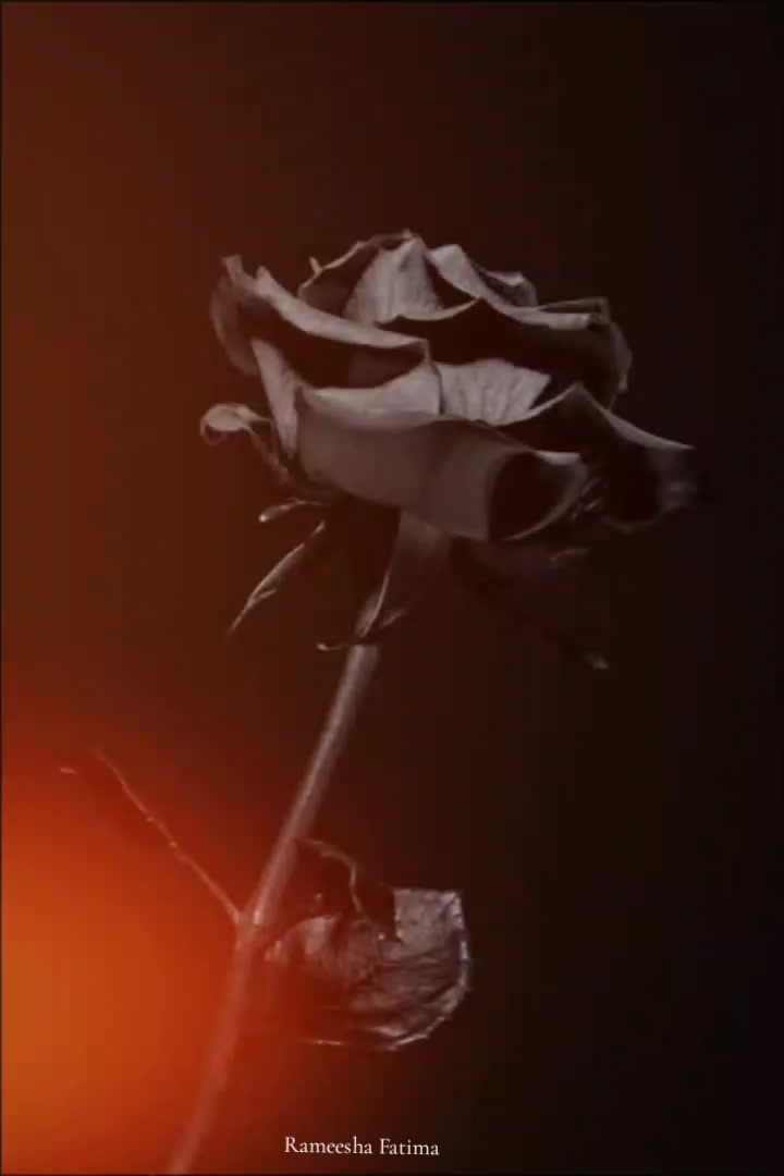 @Rameesha Fatima