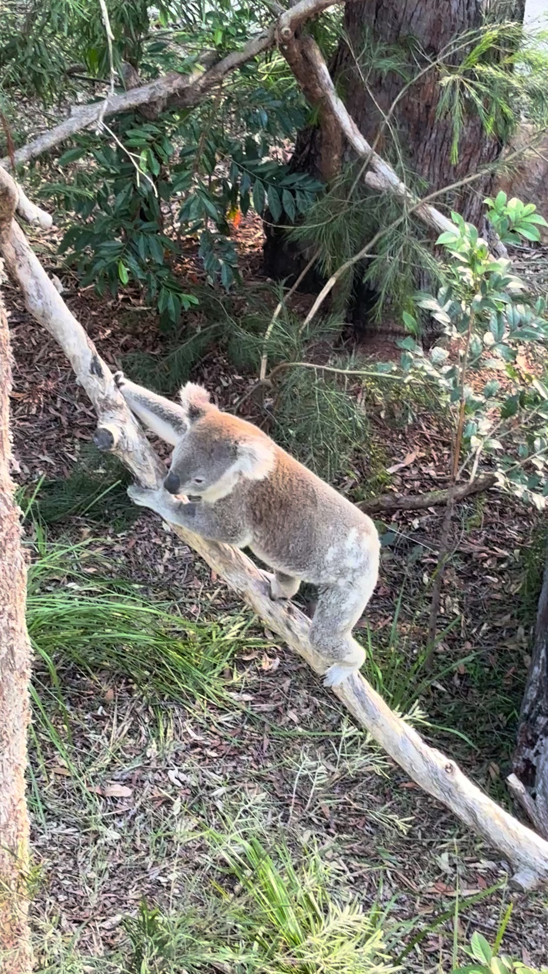 @Koala Conservation Australia