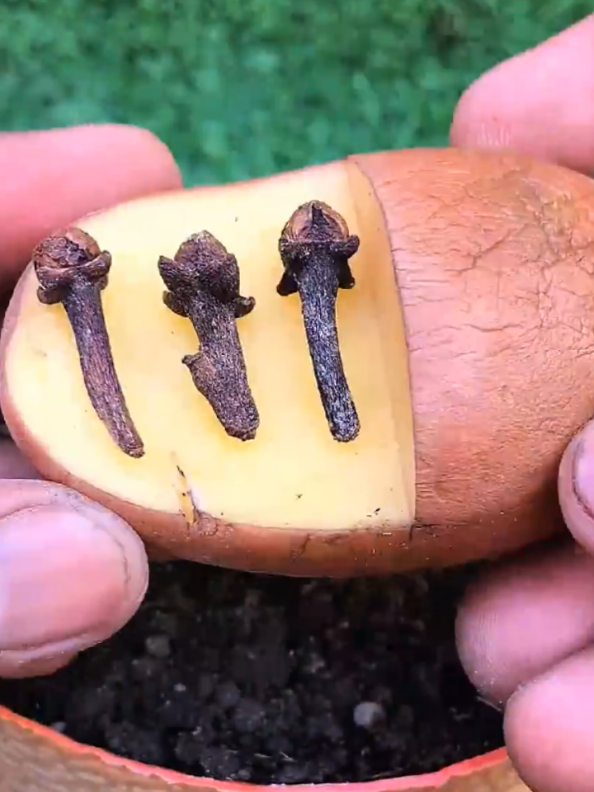 @PlantsLife