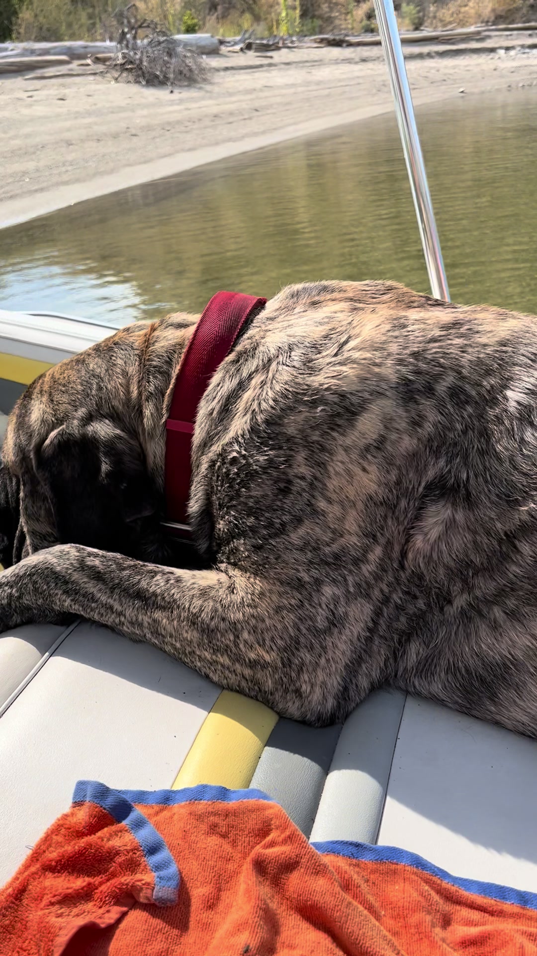 @BrindleBearTheMastiff