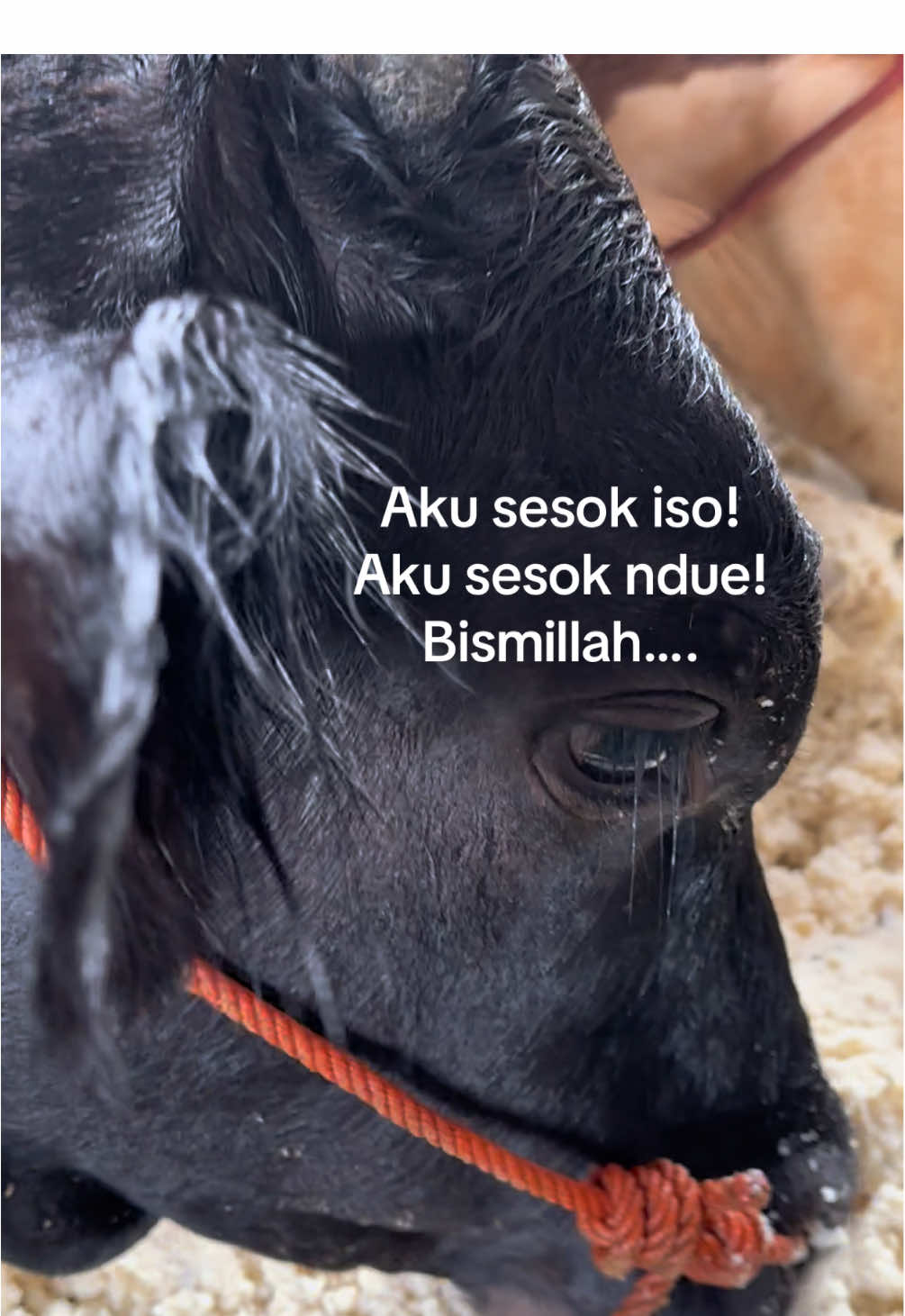 @Diah ayu komalasari