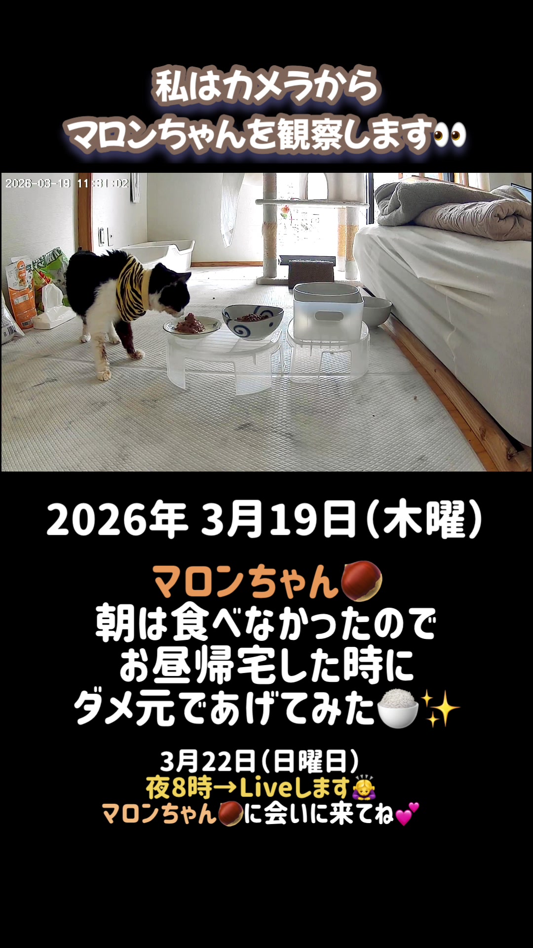@ねこぷにもふ｜ホワイトシェパードのハクちゃん