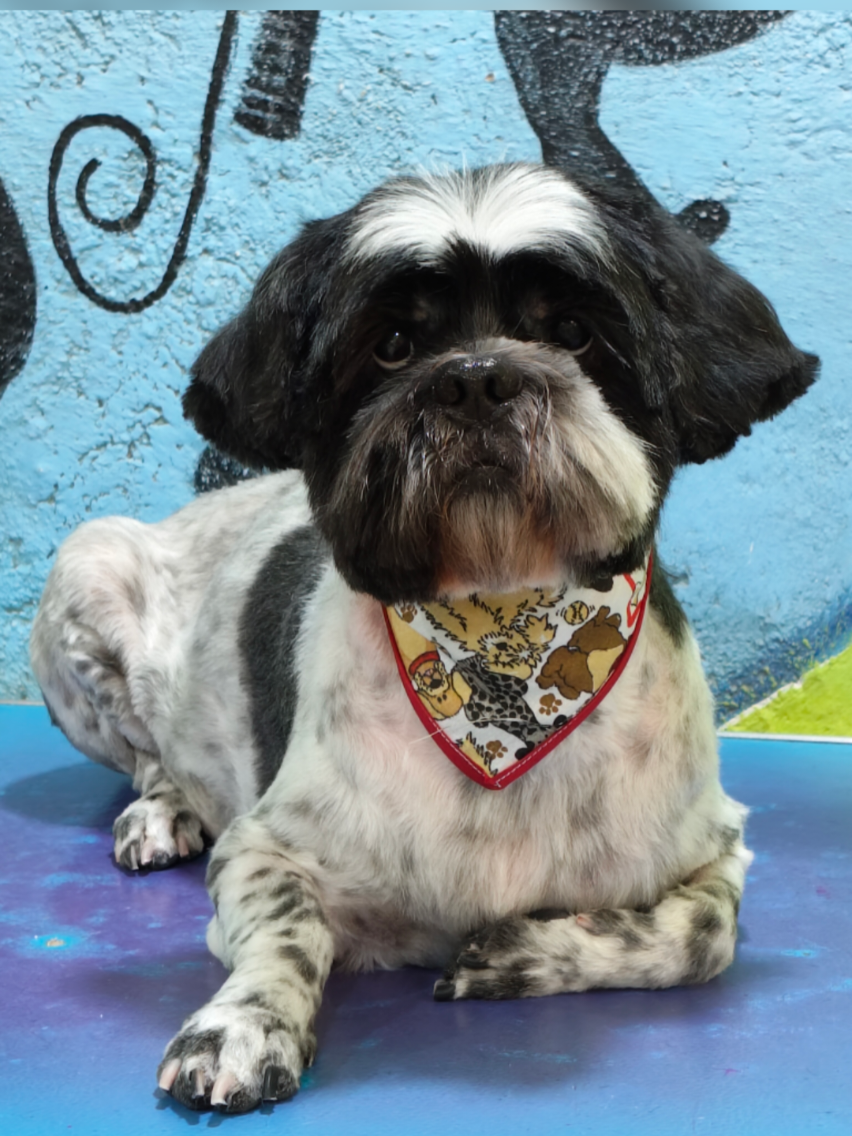 @💈🐾DOG GROOMER🐾💈