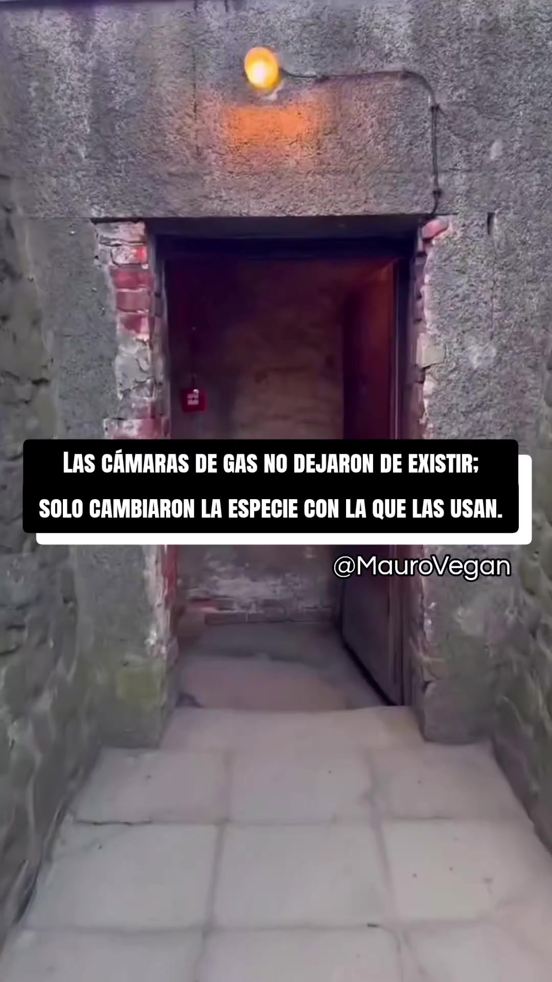 @Mauro Vegan🐑