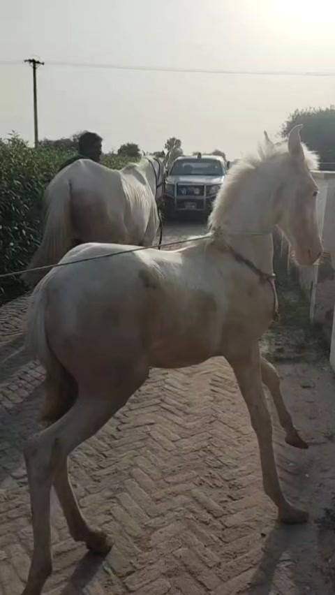 @Ghazanfar khan Baloch