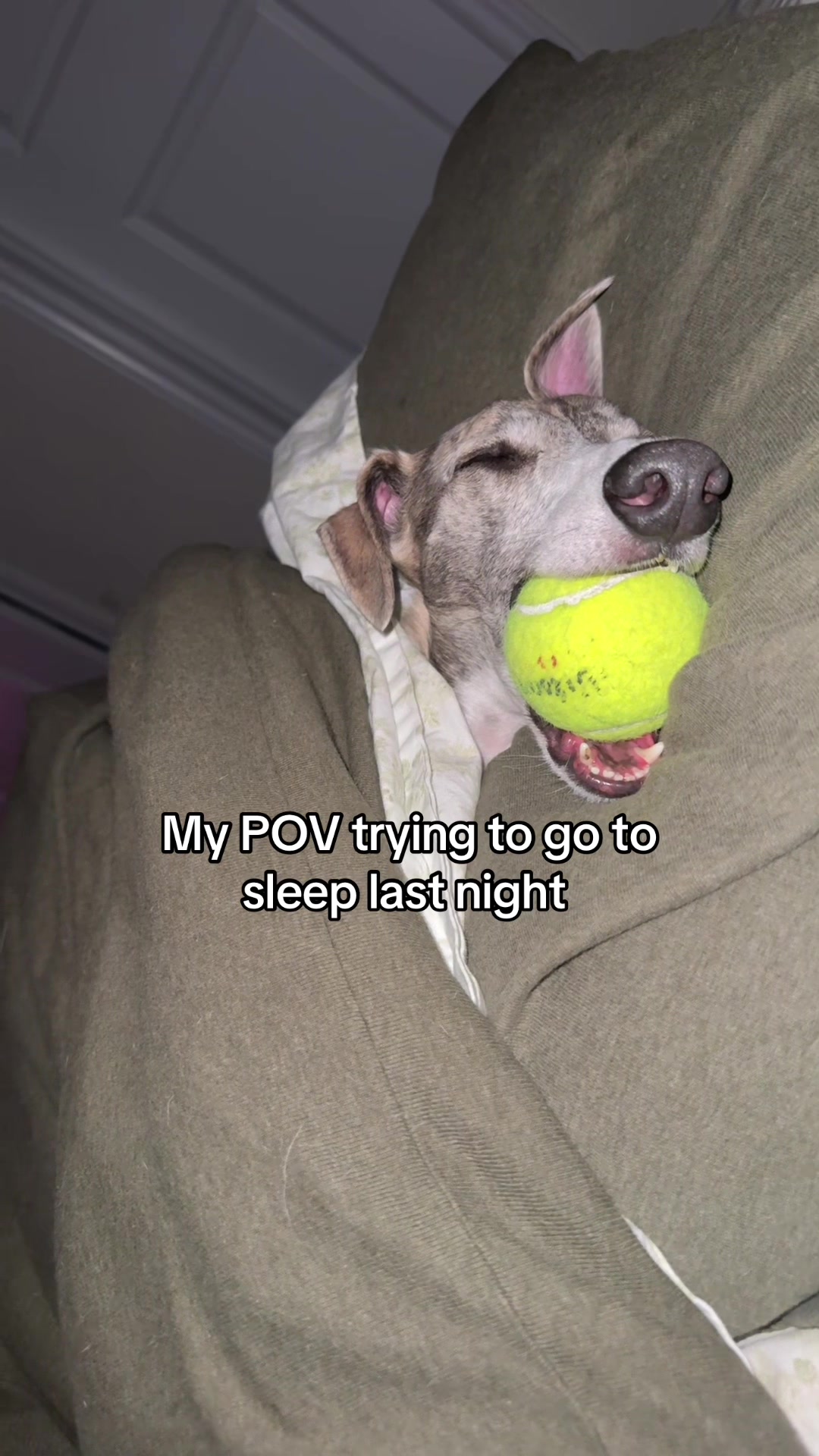 @Kayce Dog🤪🩷