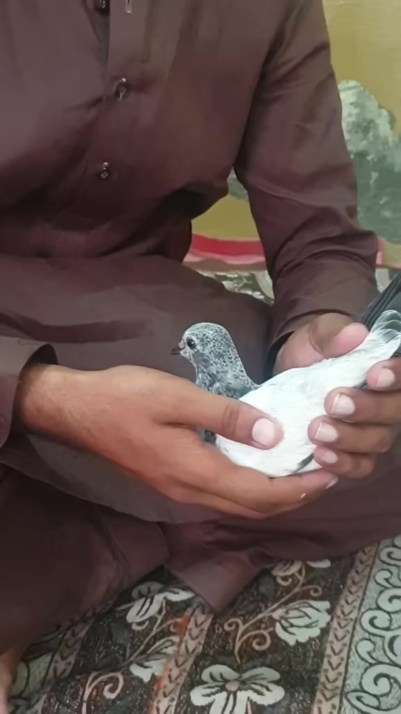 @malik Ali