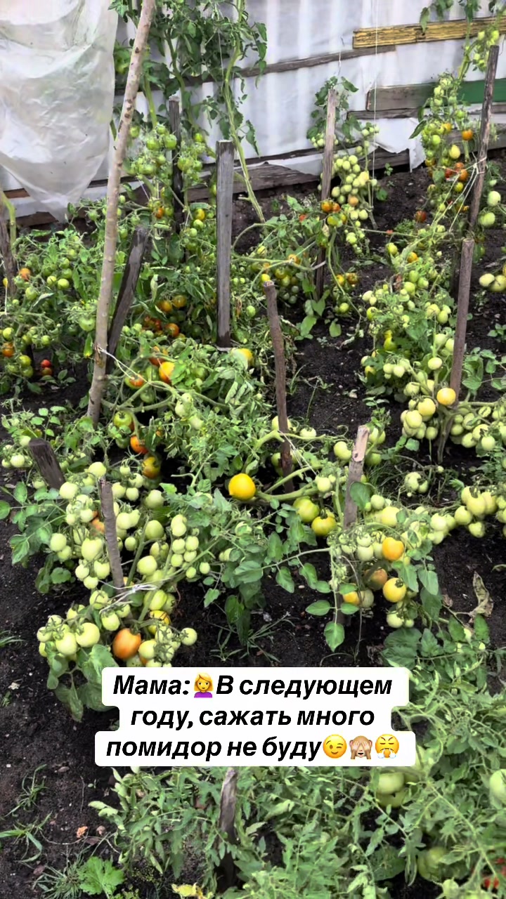 @Ольга Кот
