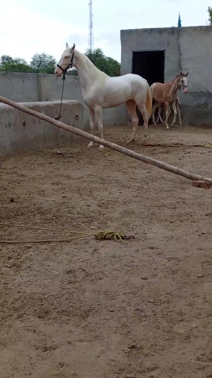 @@𝙂𝙍 𝙃𝙤𝙧𝙨𝙚 𝙁𝙖𝙧𝙢 🐴
