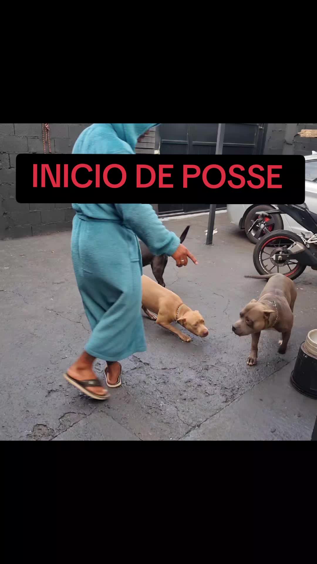 @cachorro de pobre