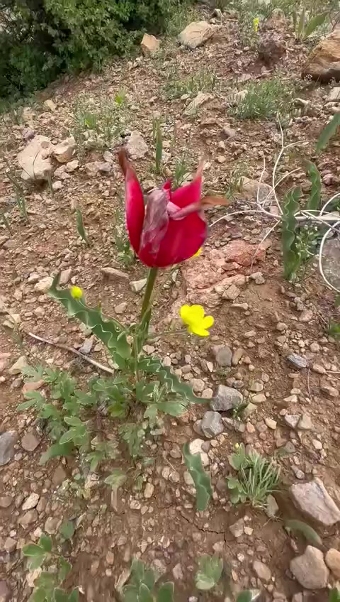 @ERENCAN4424