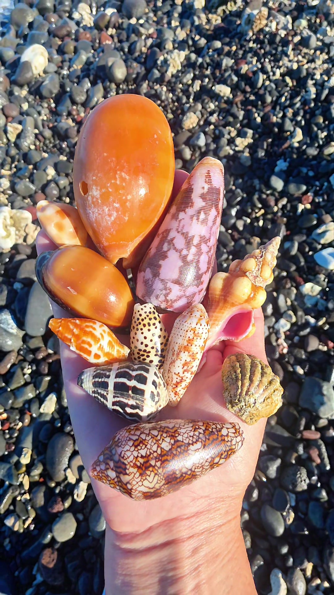 @Noe ๐ Shells