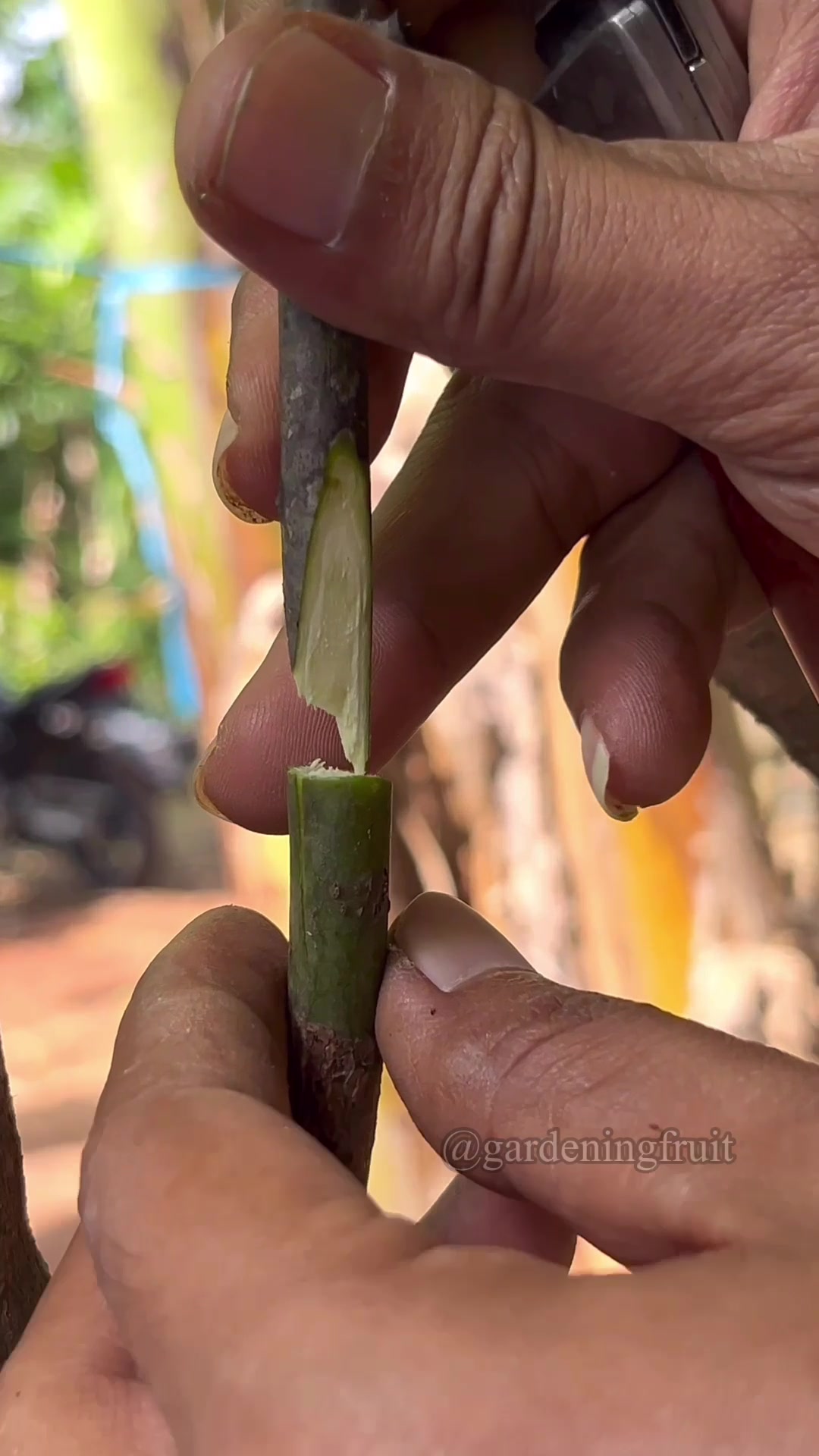 @GardeningFruits