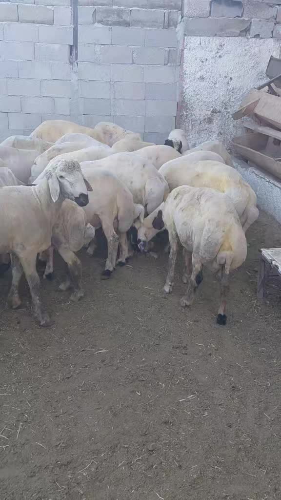 @Ramazan Gültekin
