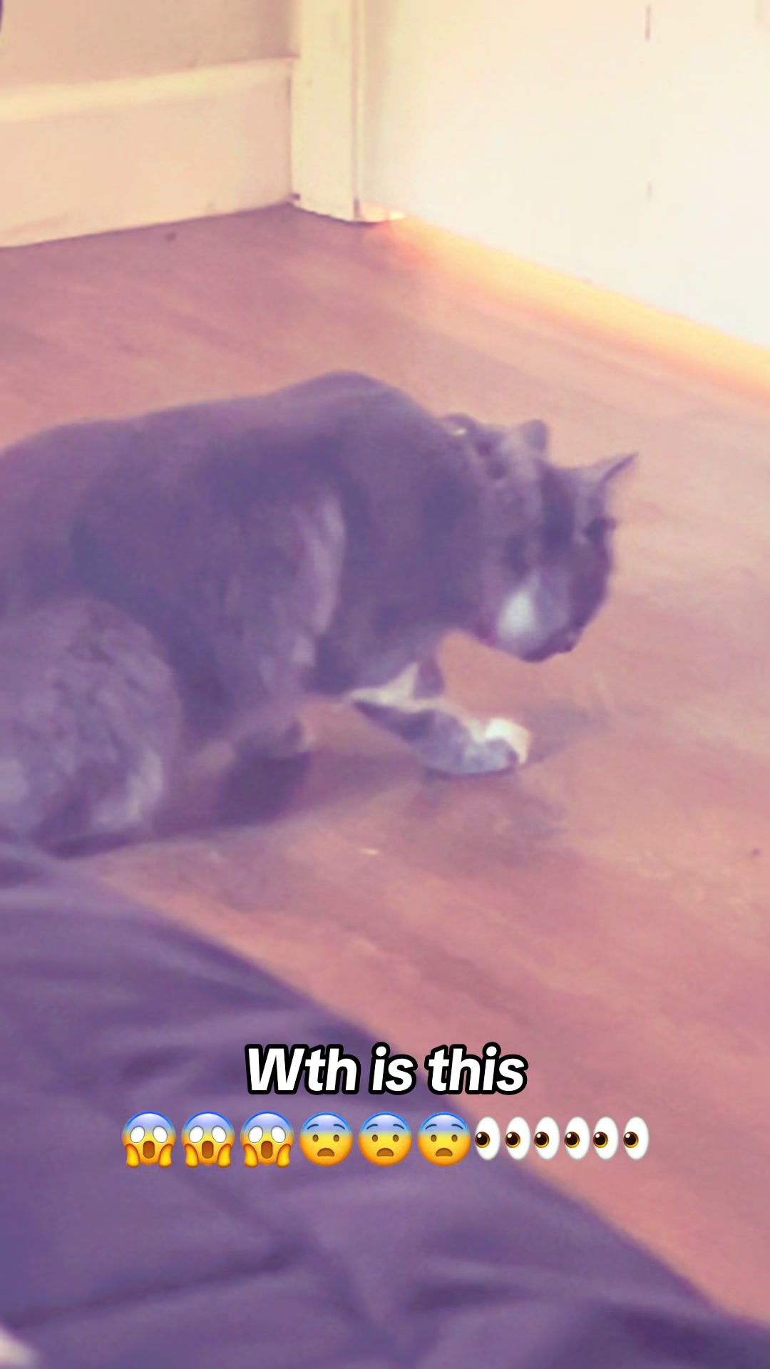 @fatplumpythugcat9000