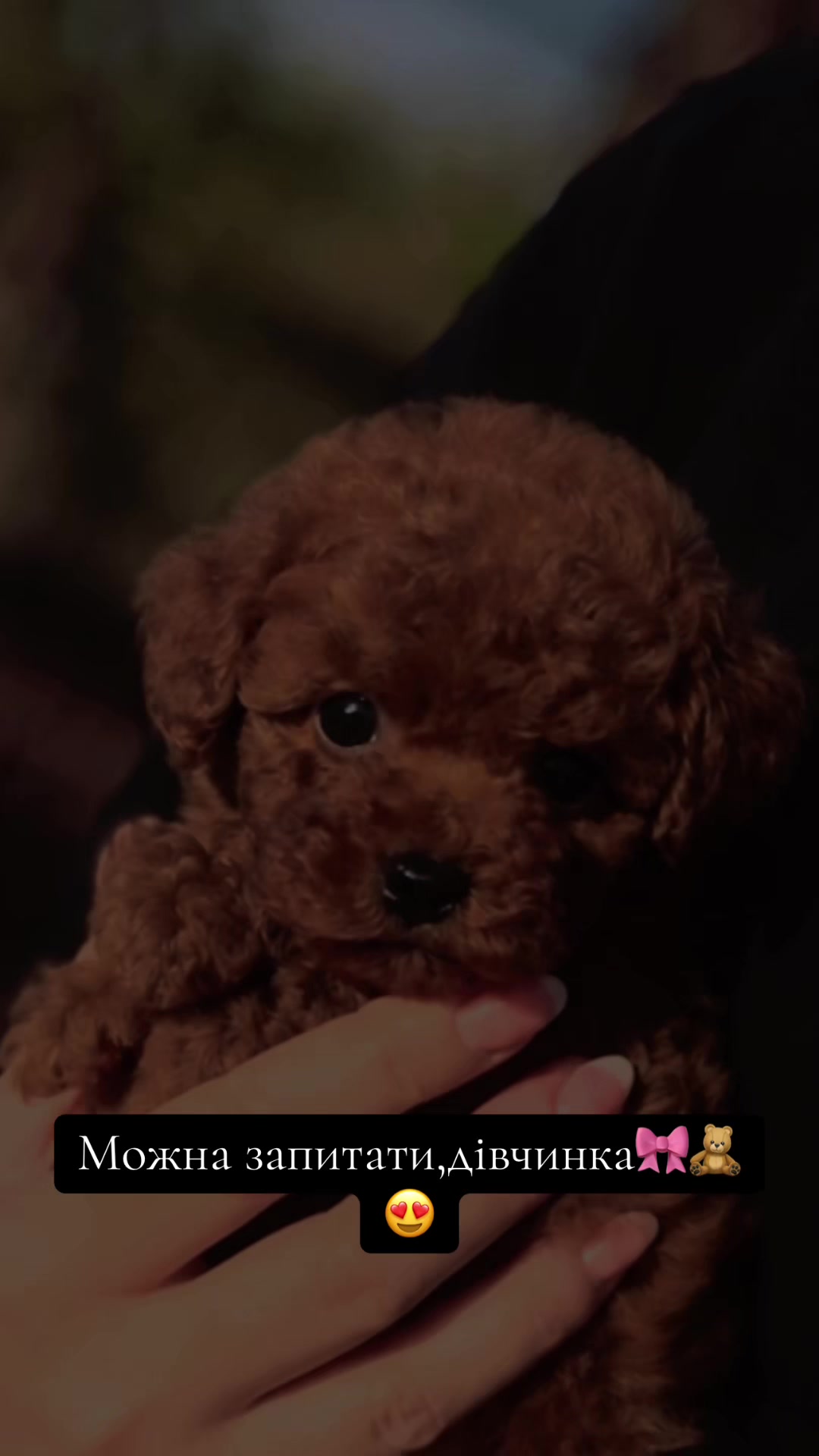 @toypoodlemaltipoo_puppie