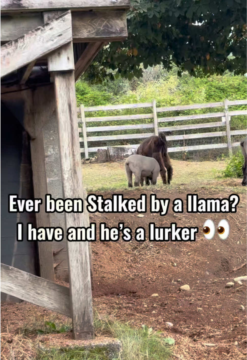 @The Llama Company