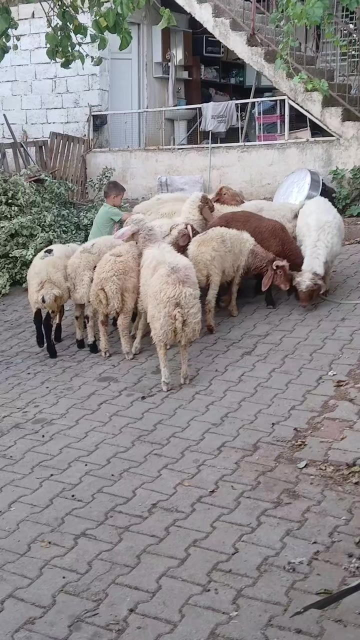 @Hamit &Ccedil;omruk