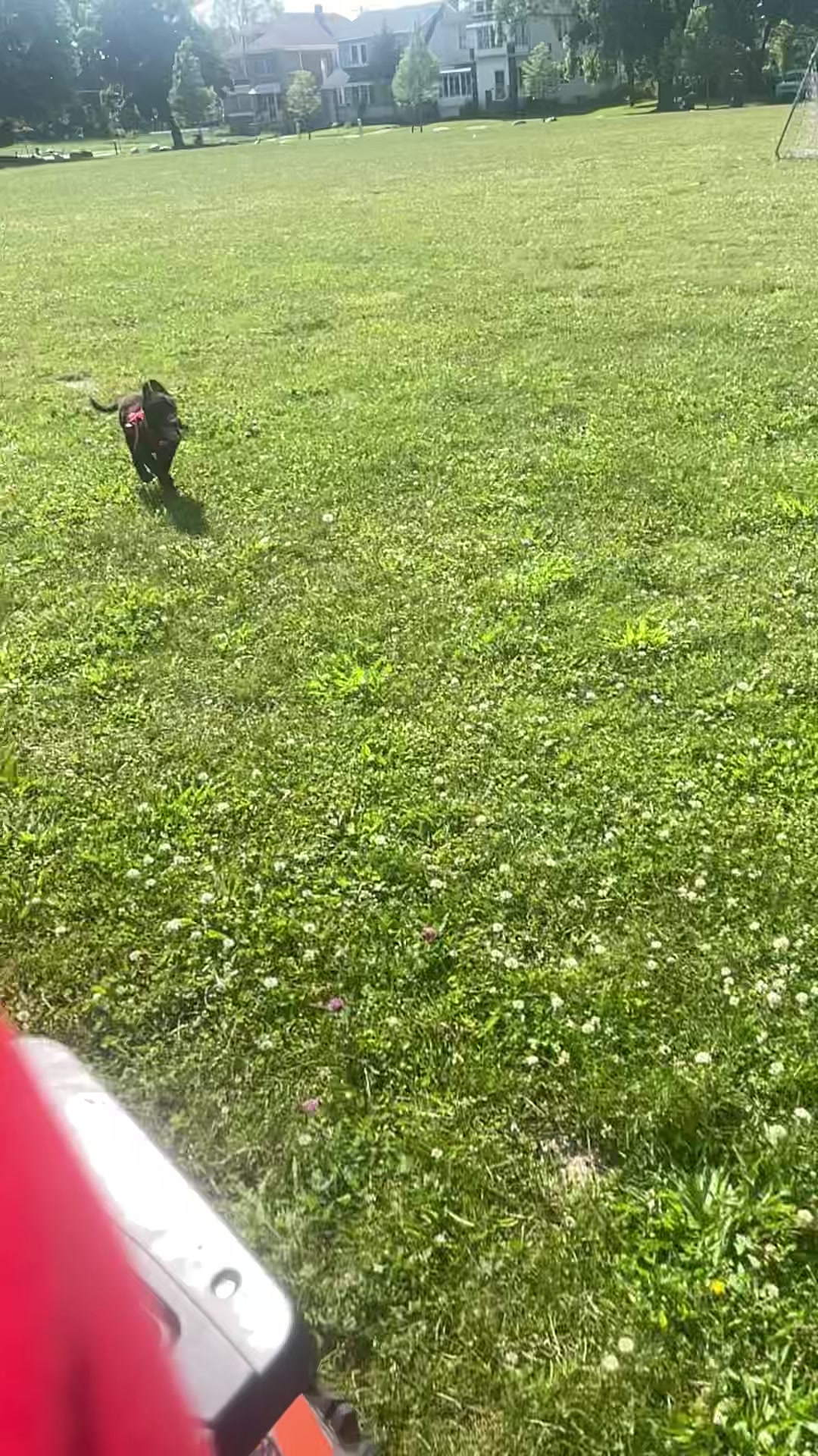 @Detroit belgian malinois