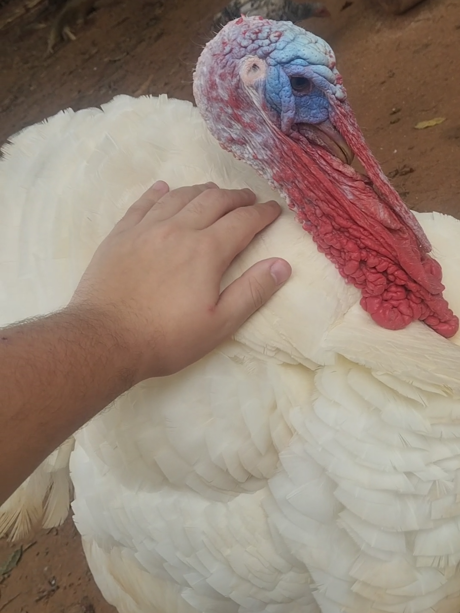 @goose.gang