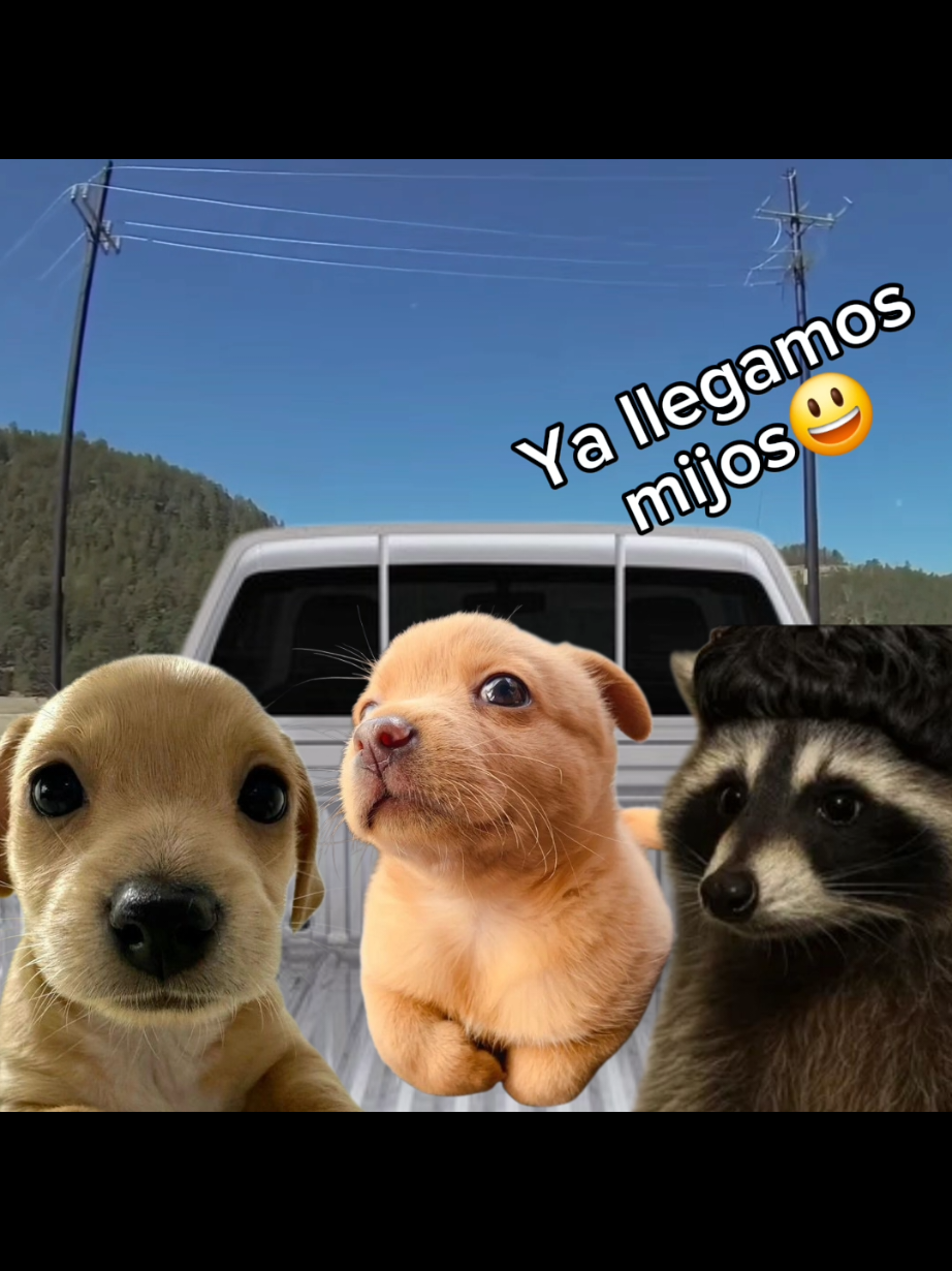 @El Perrix