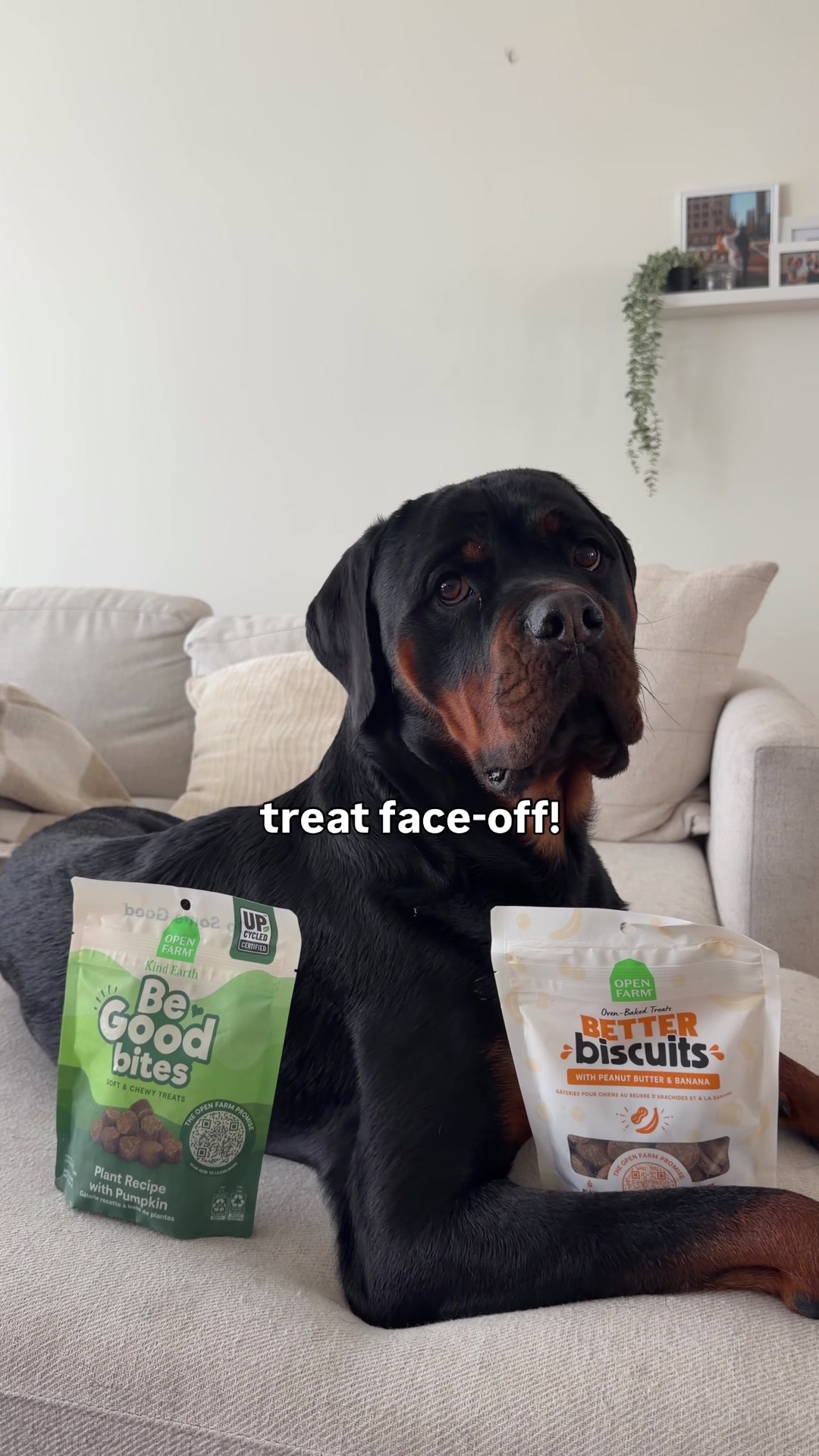 @Rex the Rottweiler