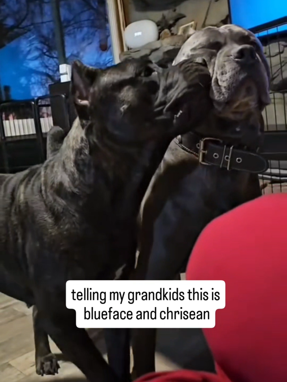 @SalmonCreekCaneCorso