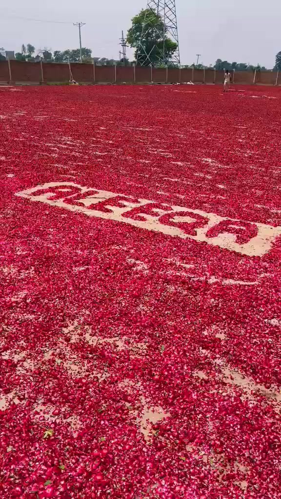 @🌷𝐒𝐇𝐀𝐍 𝐅𝐋𝐎𝐖𝐄𝐑𝐒🌷